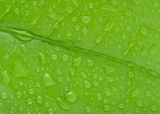 Gotas de agua sobre hojas de té