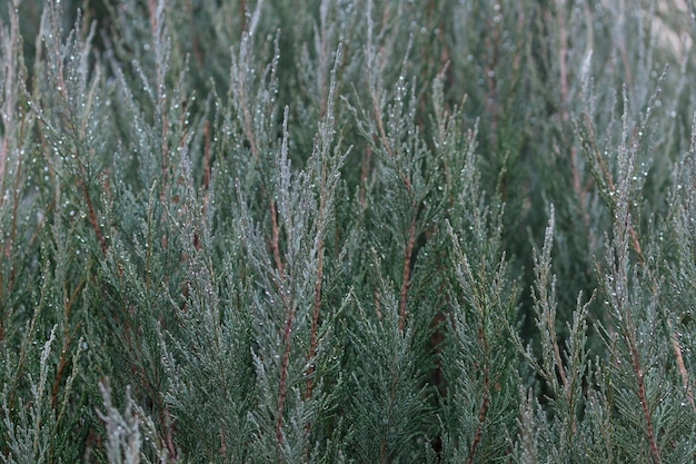 Gotas de agua sobre hojas de Thuja. Fondo de hoja perenne moderno en colores gris esmeralda.