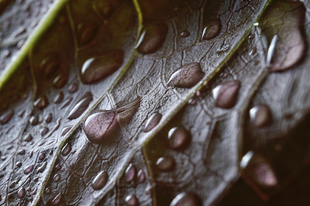 gotas de agua sobre hojas verdes. de cerca.