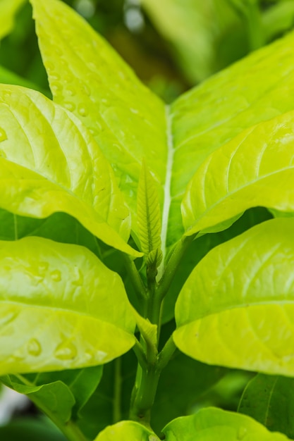 Gotas de agua sobre hojas verdes frescas.