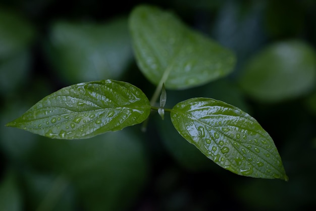Foto gotas de agua sobre hojas verdes frescas.