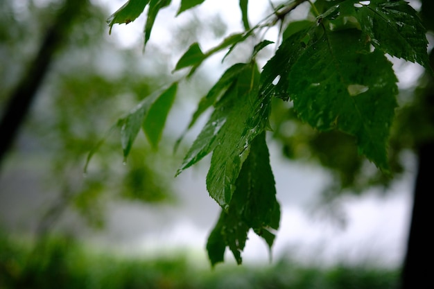 Gotas de agua sobre hojas verdes y macro de fondo oscuro en la lluvia del bosque