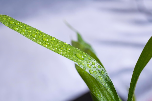 Gotas de agua sobre las hojas verdes de la planta casera