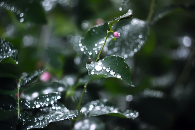 Gotas de agua sobre las hojas verdes.