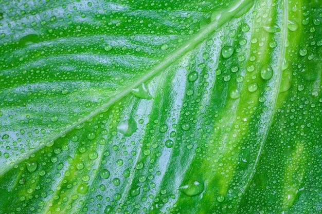 Gotas de agua sobre hojas verdes.
