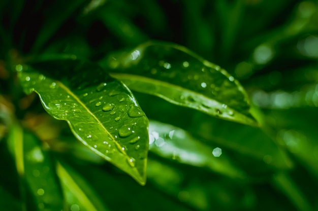 Gotas de agua sobre hojas verdes.