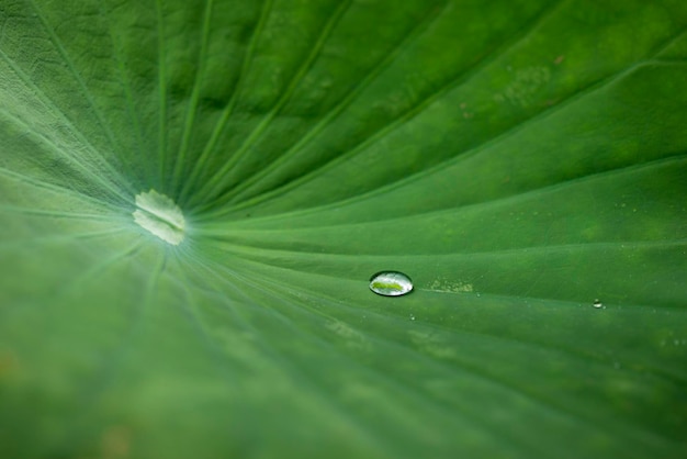 Gotas de agua sobre hojas verdes