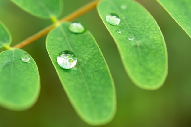 Gotas de agua sobre hojas verdes.