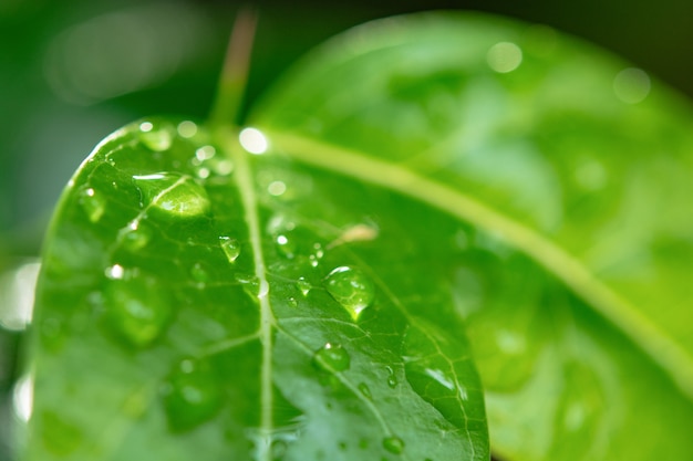 Gotas de agua sobre hojas verdes.