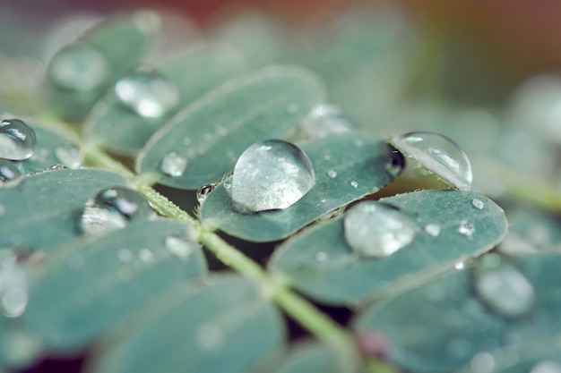 Foto gotas de agua sobre hojas verdes.