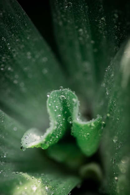 Gotas de agua sobre las hojas.