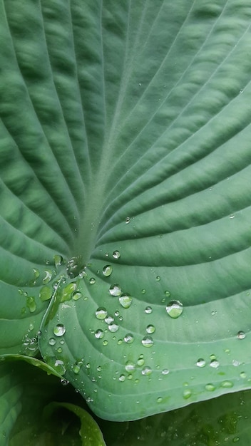 Gotas de agua sobre las hojas.