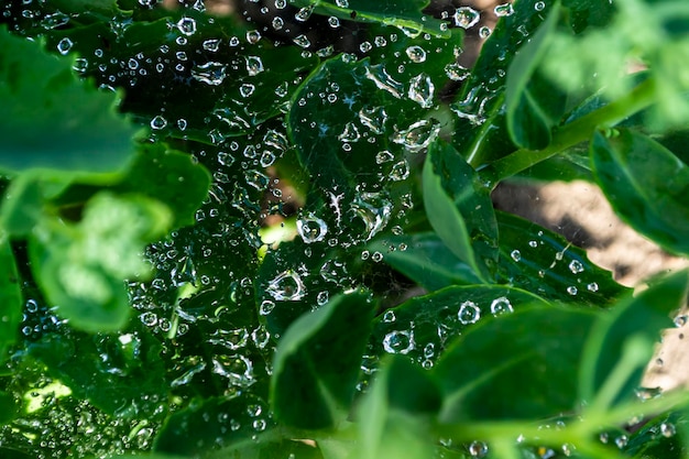 Gotas de agua sobre las hojas.