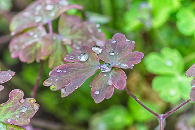 Gotas de agua sobre las hojas.