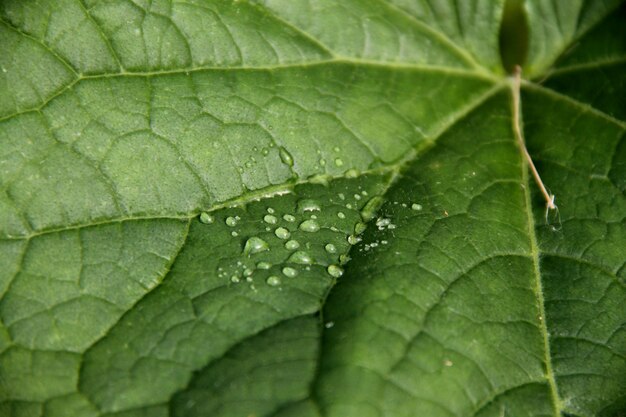 Gotas de agua sobre una joven hoja verde de una planta.