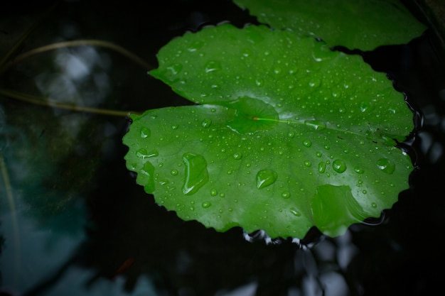 Gotas de agua sobre un lirio de agua de loto en día lluvioso