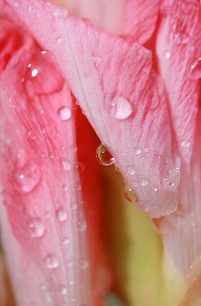 Gotas de agua sobre lirio rosa