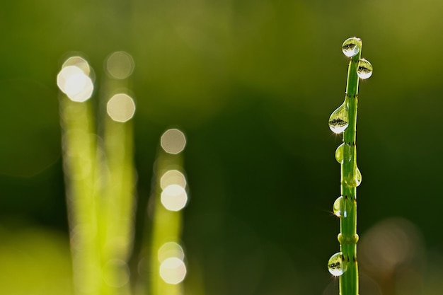 gotas de agua sobre un pasto verde