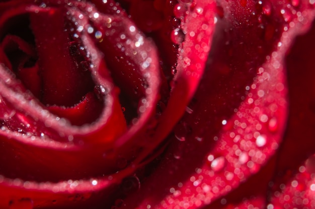 Gotas de agua sobre pétalos de flores rojas.