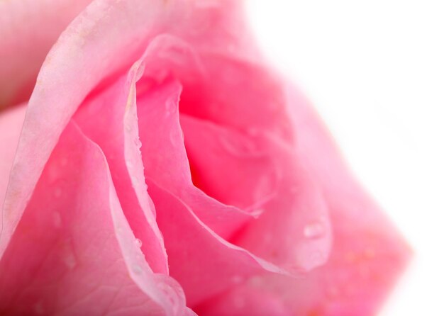 Gotas de agua sobre pétalos de rosa closeup