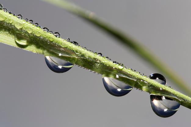 Foto gotas de agua sobre una planta bajo la lluvia