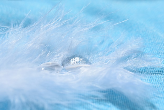 Gotas de agua sobre una pluma