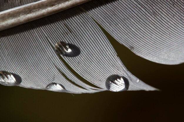 Gotas de agua sobre plumas de ave