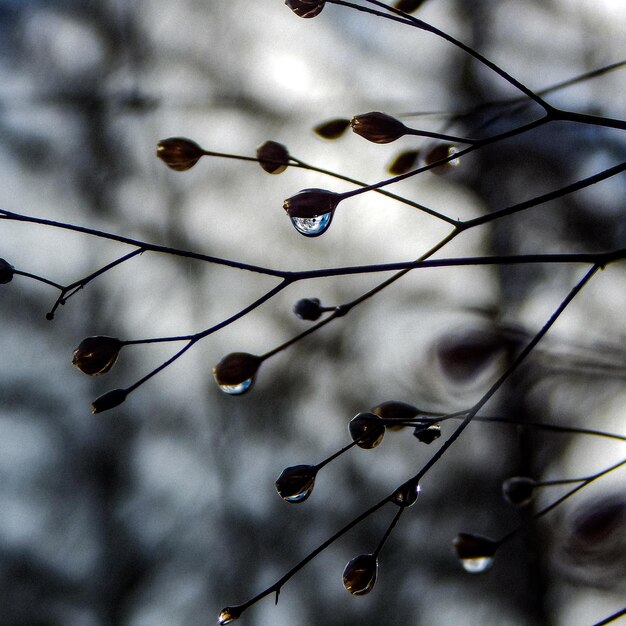 Gotas de agua sobre una rama con fondo oscuro