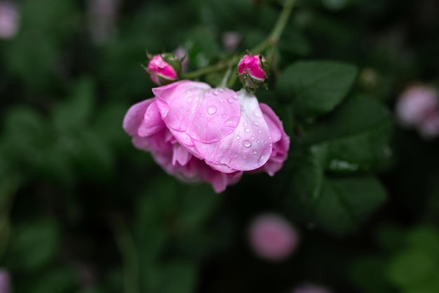 Gotas de agua sobre una rosa rosa Fondo borroso Macro Jardín floricultura