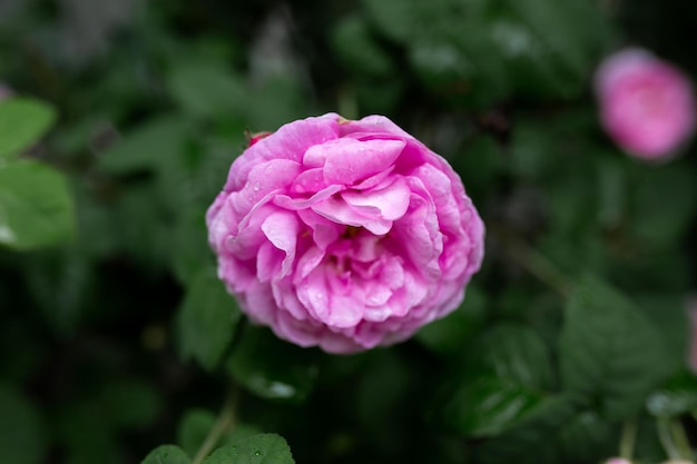 Gotas de agua sobre una rosa rosa Fondo borroso Macro Jardín floricultura