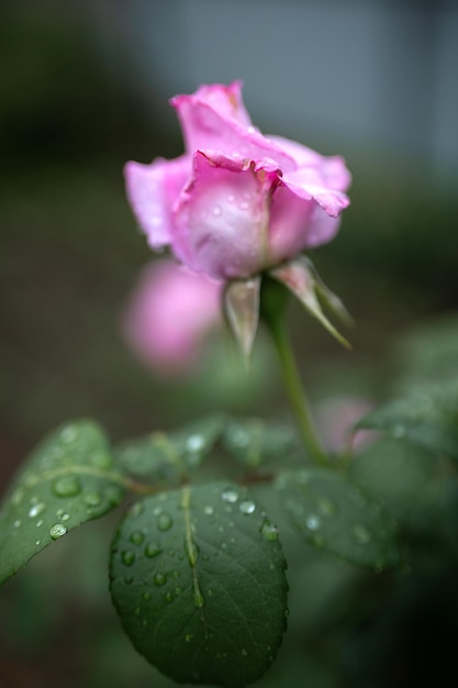 Gotas de agua sobre una rosa rosa pálido y sobre hojas Fondo borroso Macro Jardín Floricultura de jardín
