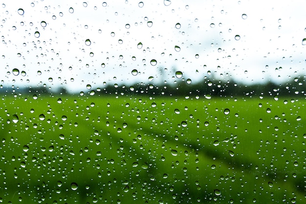 Gotas de agua sobre el vidrio con fondo verde del campo de arroz