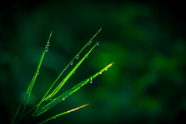 Gotas de agua