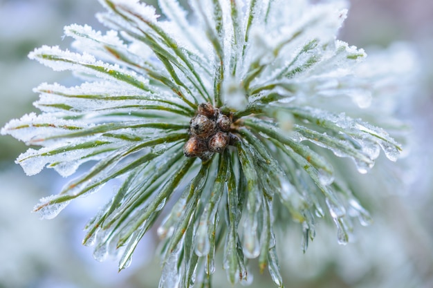 Las gotas congeladas de hielo en las agujas de pino. Fotografía macro, profundidad de campo baja. Bosque de invierno.