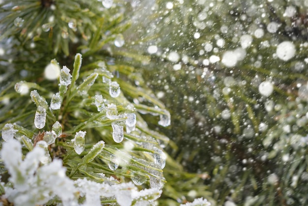 Las gotas congeladas de hielo en agujas de pino