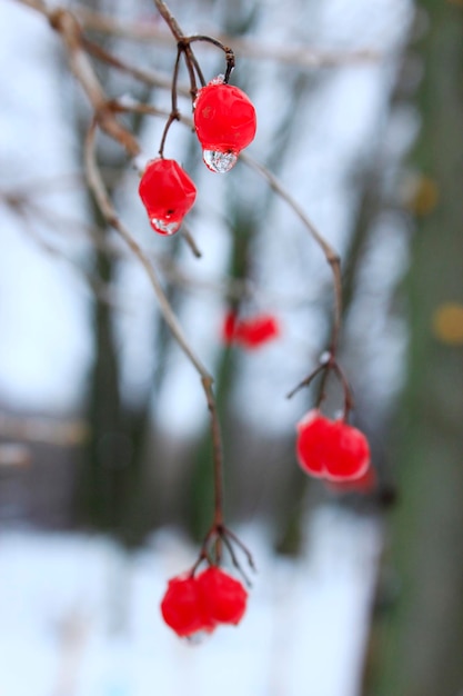 Gotas de água congeladas penduradas em bagas de viburnum Árvore de bola de neve guelderrose viburnum e espaço para texto Viburnum não colhido Desespero de inverno