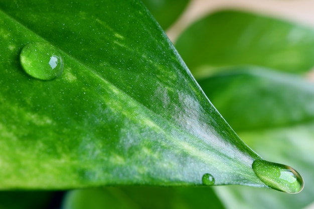 Gotas de água cristalinas na folha verde vibrante