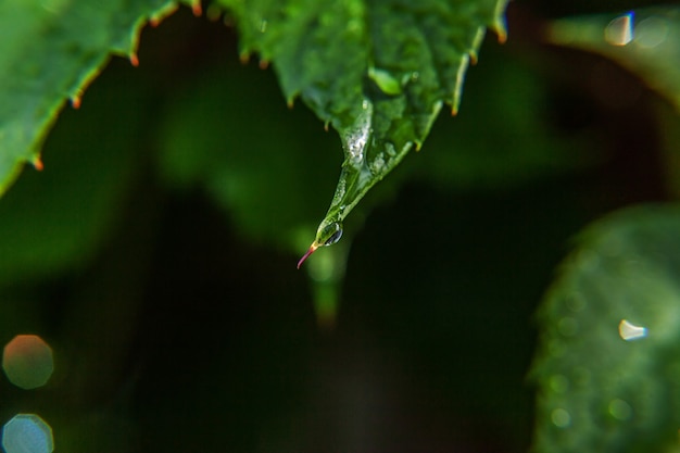 Gotas de água da chuva nas folhas verdes das videiras em um vinhedo em um jardim agrícola