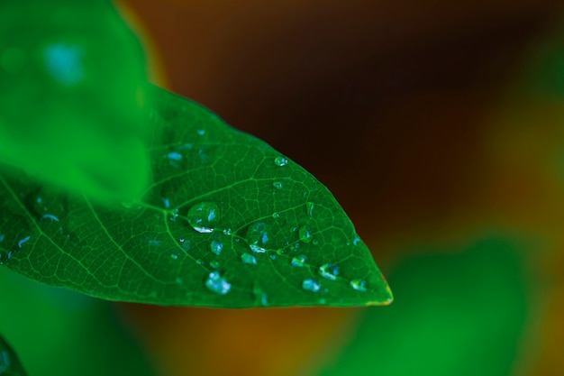 Gotas de água da chuva transparente em uma macro de folha verde