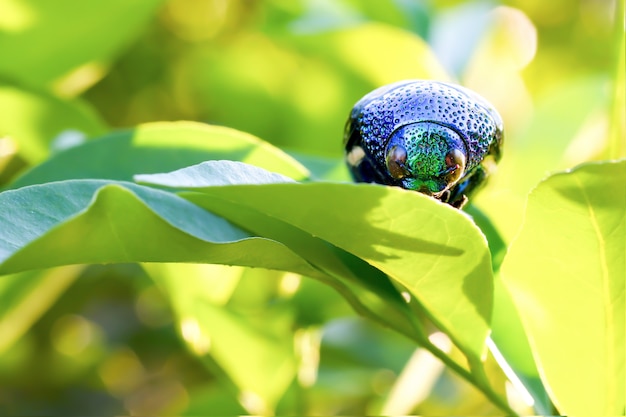 Gotas de água de buprestidae sobre eles são uma família de besouros lindos sobre fundo de flor vermelha