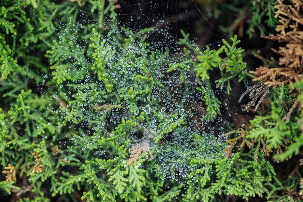 gotas de água de foco seletivo perenes