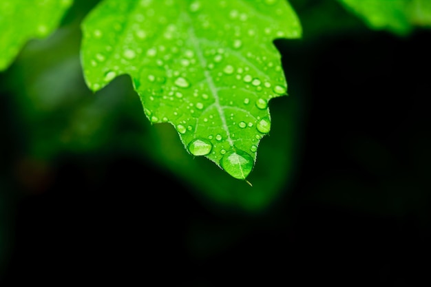 Gotas de água doce na folha fecham como depois da chuva xa