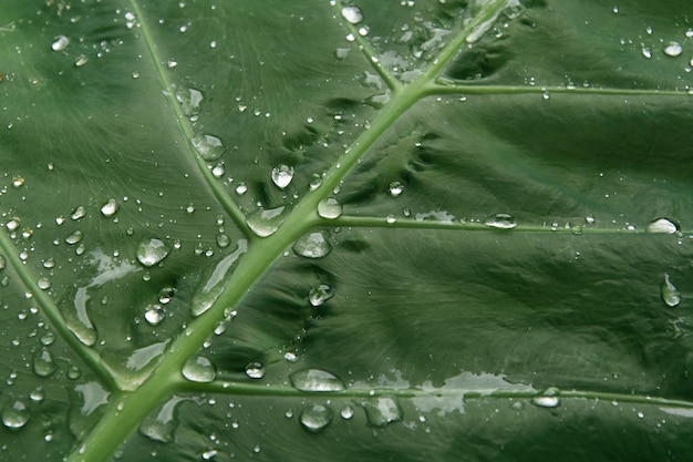 Gotas de água doce na folha