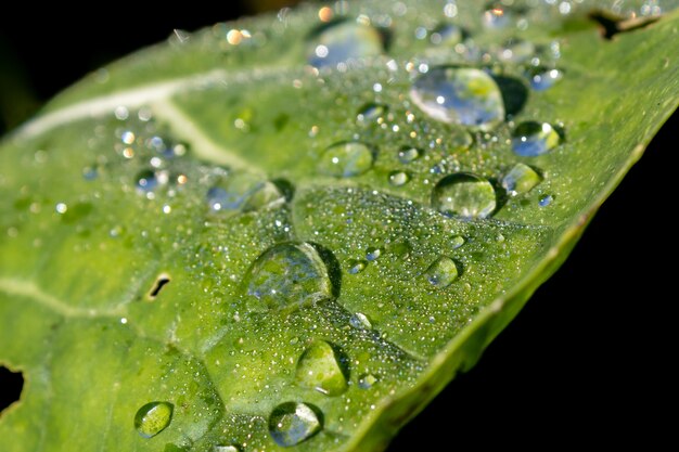 gotas de água em cima da folha de repolho durante o dia