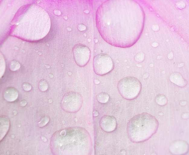 gotas de água em flor rosa