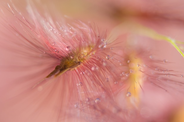 Gotas de água em flores de grama