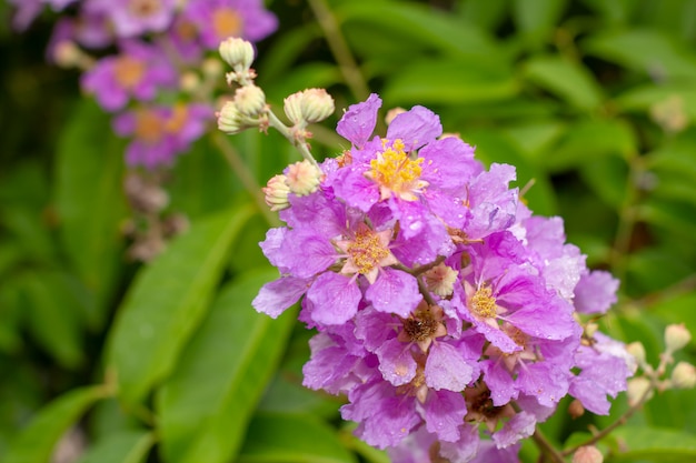 Gotas de água em flores rosa Inthanin