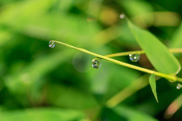 Gotas de água em folhas de bambu