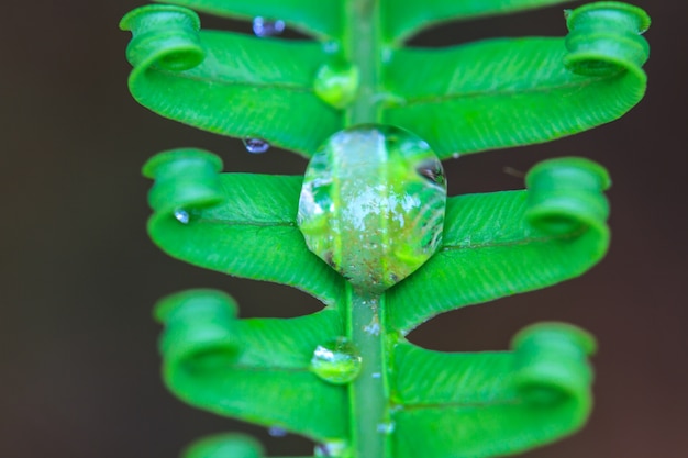 Gotas de água em folhas de samambaia verde