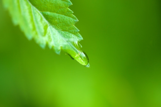 Gotas de água em folhas verdes frescas em fundo brilhante